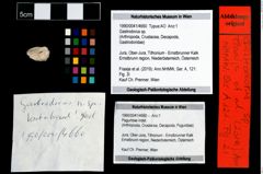Foto (Objekt + Etikett) von Gastrodorus sp.  (NHMW-GEO-1990-0041-4660)